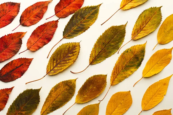 Fall ash leaves pattern isolated on white background