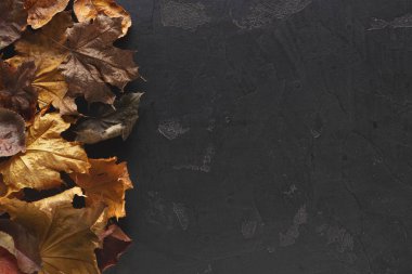 Sonbahar sezonu arka plan, kurutulmuş kahverengi akçaağaç yaprağı