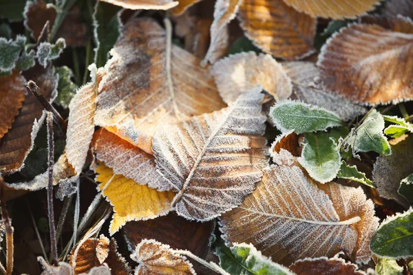 Autumn background with multicolored frosted leaves — Stock Photo, Image