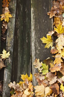 Eski ahşap plakalar kapsayan düşen sonbahar yaprakları