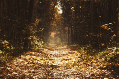 Sonbahar orman manzara, Güneş ışınları ile güzel bir manzara