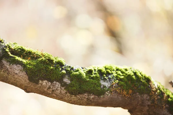 Ramo dell'albero coperto di muschio verde — Foto Stock