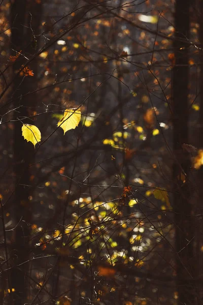 Fondo de otoño. Ramas de árboles con hojas de otoño — Foto de Stock