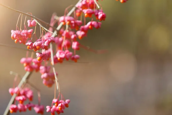 Přirozeným spádem pozadí - červený podzimní rostlina, Selektivní ostření — Stock fotografie