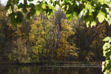 Orman göl sonbahar. Sakin doğa arka plan