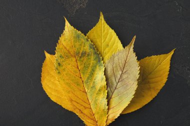 Autumn seasonal background, ash leaves clipart