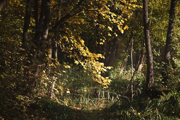 Fall landscape with path through golden trees — Stock Photo, Image