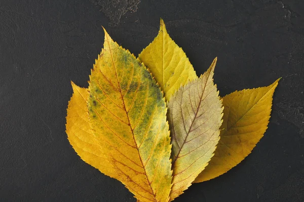 Autumn seasonal background, ash leaves — Stock Photo, Image