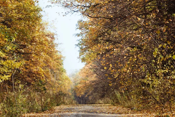 Autumn forest landscape, beautiful scene with sun beams — Stock Photo, Image