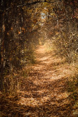 Sonbahar manzara altın ağaçlar ile yolu ile