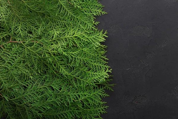 Groene thuja boomtakken op zwarte achtergrond — Stockfoto