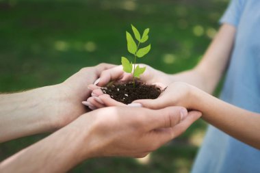 İki genç yeşil bitki tutan ve bakım eller