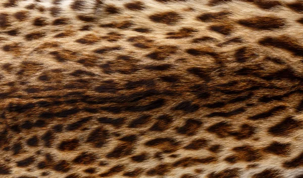 Piel con estampado de leopardo —  Fotos de Stock