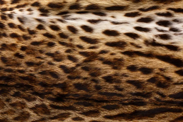 Leopard fur background