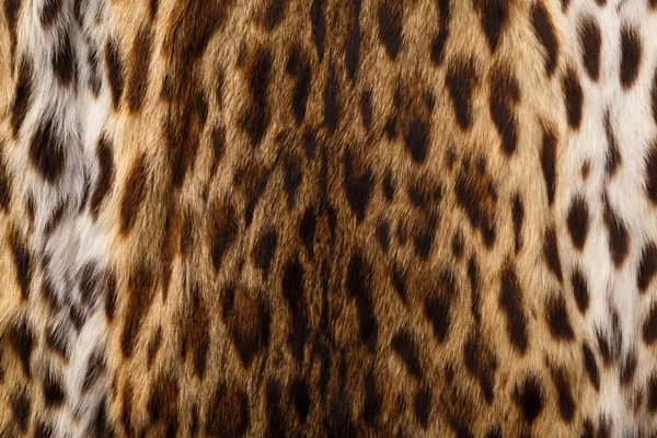 Leopard huid patroon, gestructureerde achtergrond — Stockfoto