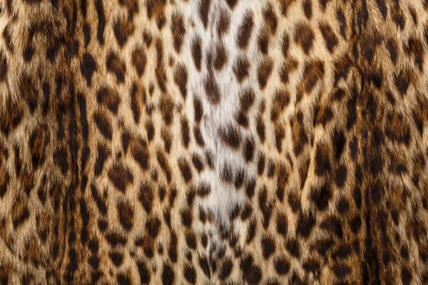 Bont met luipaard print — Stockfoto