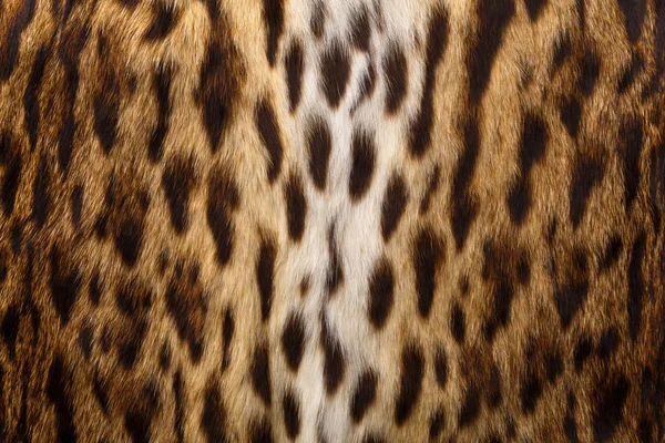 Wild achtergrond, leopard huidtextuur — Stockfoto