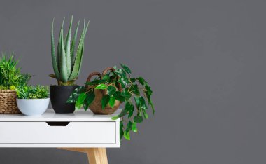 Farklı houseplants gri Duvar ile şık iç
