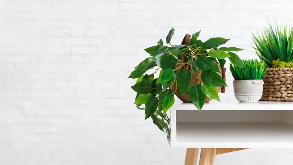 Pokojové rostliny v různých nádob na stůl nad bílou zeď — Stock fotografie