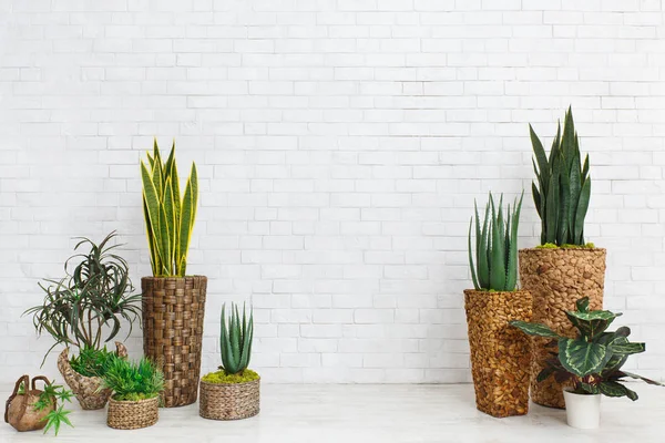 Vetplanten in Diy potten in Scandinavische stijl huis — Stockfoto