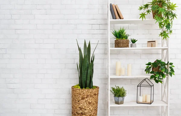 Suculentas y diversas plantas sobre pared blanca — Foto de Stock