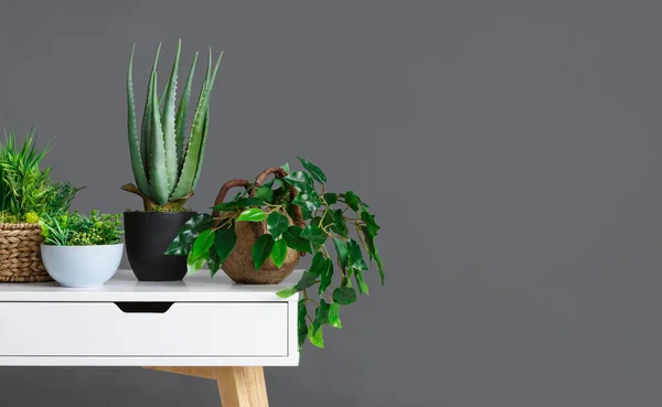 Κομψό εσωτερικό με διαφορετικές houseplants στον γκρίζο τοίχο — Φωτογραφία Αρχείου