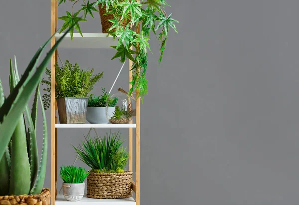 Wooden bookshelf with various plants over wall — Stock Photo, Image