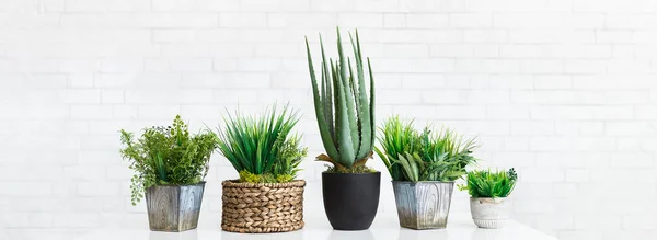 Cactus and succulent plants in different pots, crop — Stock Photo, Image