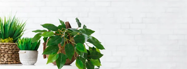 Plantas en macetas de bricolaje sobre mesa contra pared blanca — Foto de Stock
