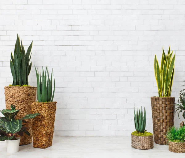 Plantes d'intérieur et succulents dans des pots de bricolage sur le mur blanc — Photo