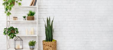 Etli ve duvarın üzerinden çeşitli houseplants Bookshelf