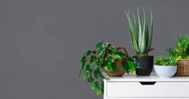 Beyaz masa üzerinde gri duvar üzerinde çeşitli houseplants