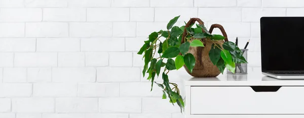 Workplace with houseplant and laptop over white wall — Stock Photo, Image