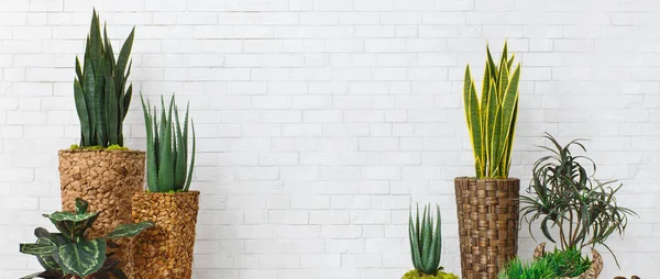 Plantas suculentas y de cactus en macetas, cultivos — Foto de Stock