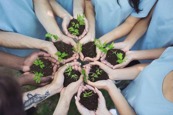 Группа волонтеров с капустой для выращивания — стоковое фото