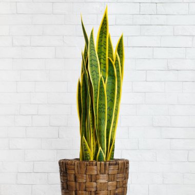 Houseplant yılan bitki DIY kahverengi tencereye kırpma