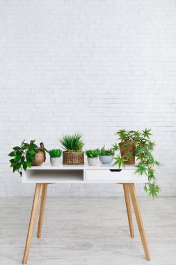 Houseplants duvara karşı masada çeşitli tencere