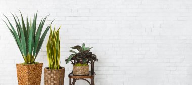 Houseplants ve sandalye üzerinde tuğla duvar