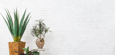 Beyaz tuğla duvarın, kopya alanı üzerinden çeşitli houseplants