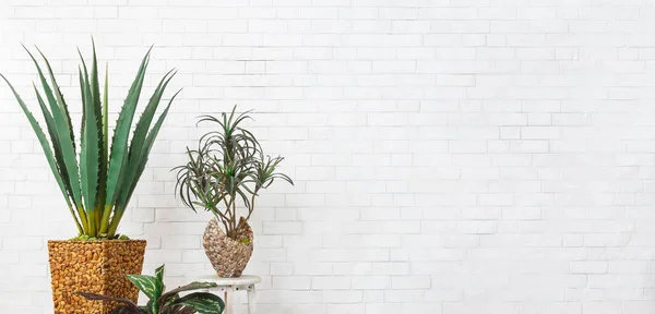 Varie piante d'appartamento sopra il muro di mattoni bianchi, spazio copia — Foto Stock