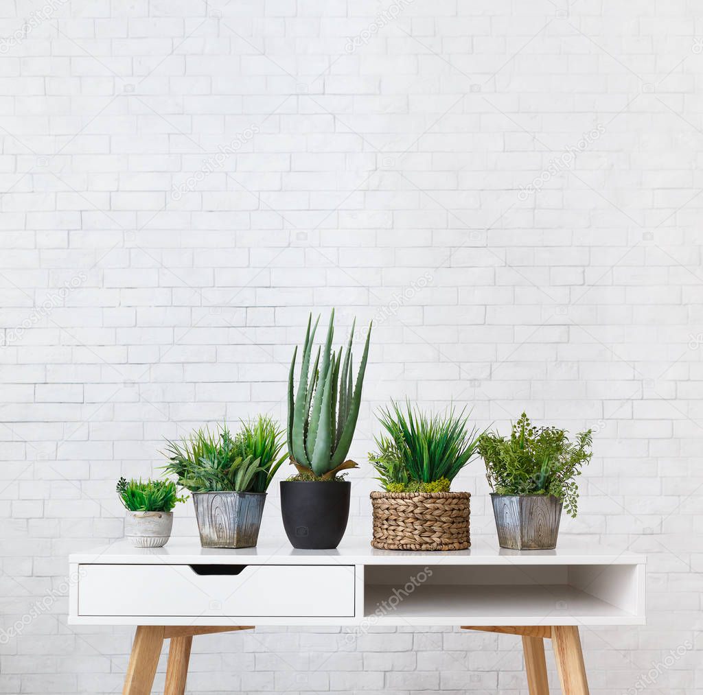 Aloe vera and evergreen plants in various pots, crop