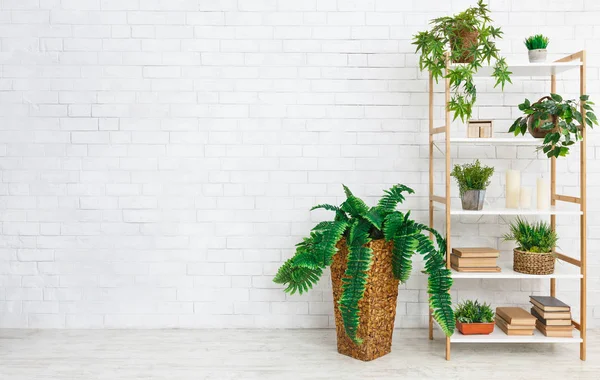 Bookshelf with various plants over white wall — Stock Photo, Image