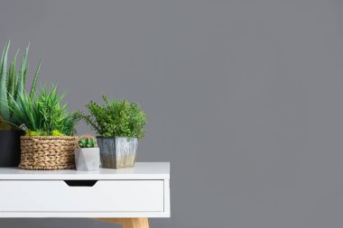 Şık tablo farklı houseplants gri duvar ile