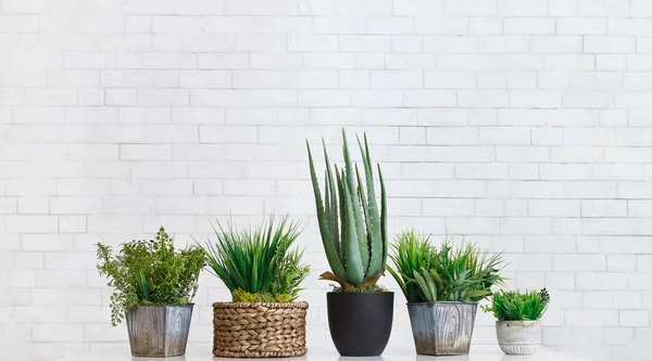 Aloe e piante sempreverdi in vari vasi, colture — Foto Stock