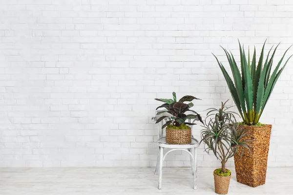 Aloe y otras plantas cerca de silla sobre pared de ladrillo —  Fotos de Stock