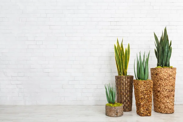 Aloe vera piante grasse e serpenti in vaso — Foto Stock