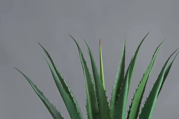Aloesu roślin pozostawia się na szarym tle, zbliżenie — Zdjęcie stockowe