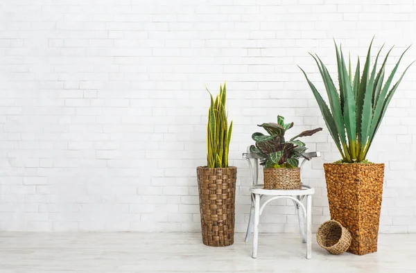 Pokojové rostliny a židle přes cihlovou zeď — Stock fotografie