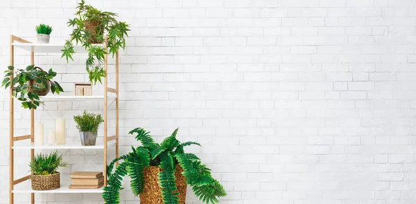 Estante com várias plantas sobre a parede branca — Fotografia de Stock