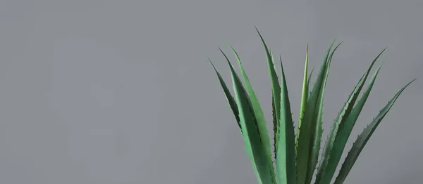 Feuilles de plantes d'aloès vert sur fond gris, gros plan — Photo